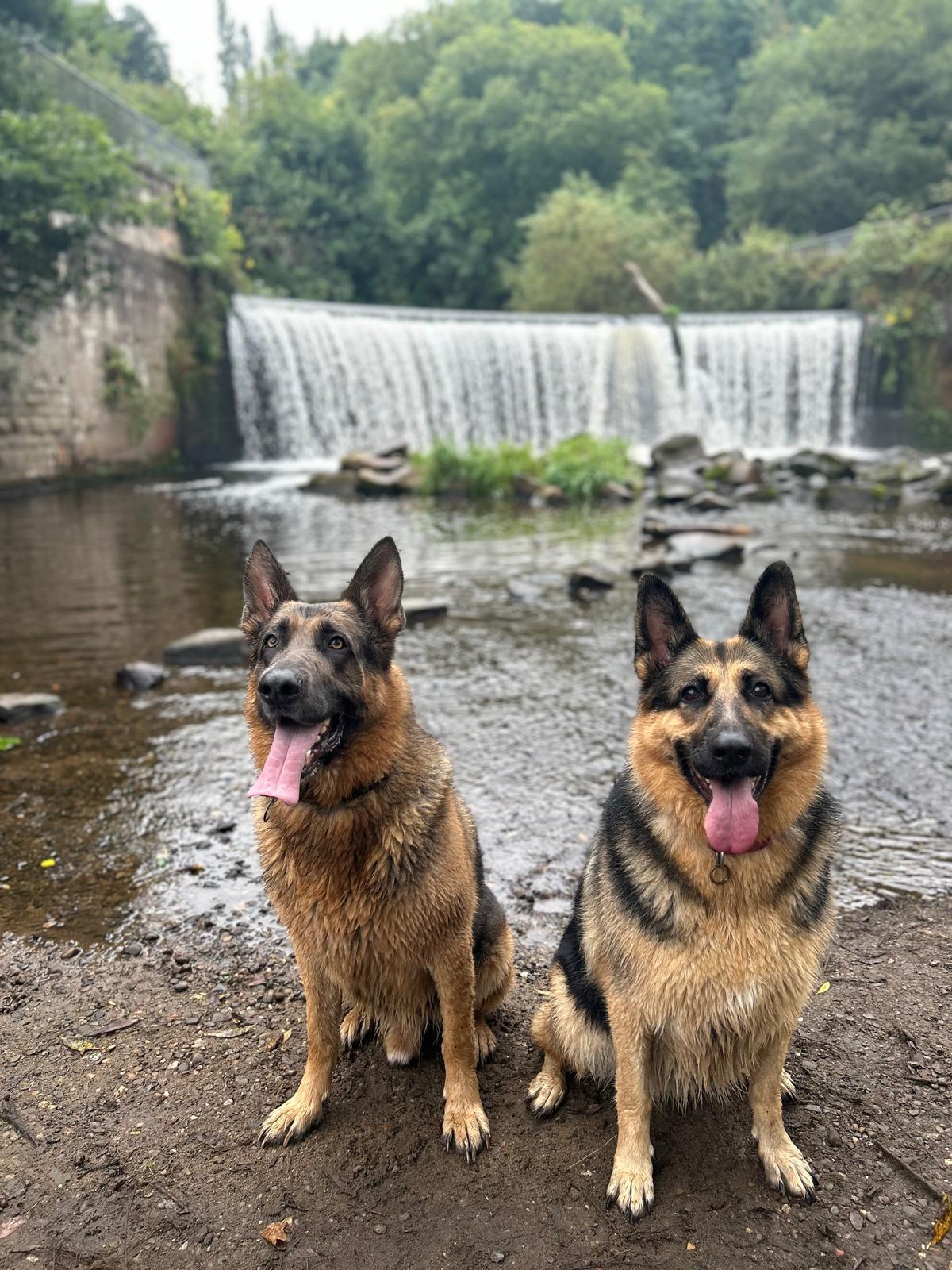 Storm and Dexter sitting in front of a waterfall